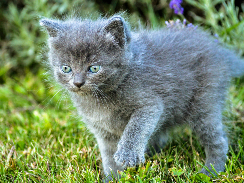 A imagem mostra um filhote de gato