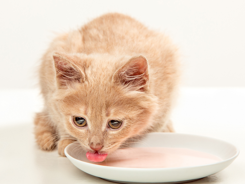 A imagem mostra um animal bebendo leite para gatos