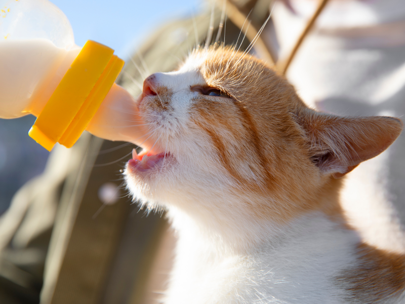 A imagem mostra um gato bebendo leite de uma mamadeira