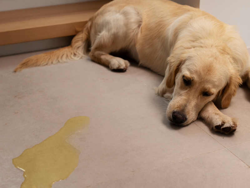 A imagem mostra um cachorro vomitando amarelo