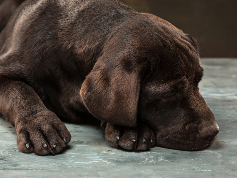 A imagem mostra um cão doente