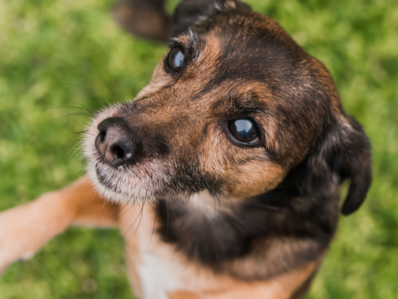 A imagem mostra um cão com cegueira canina