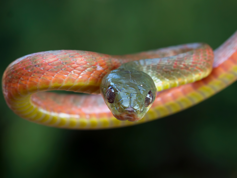 Traição? O que significa sonhar com cobra, segundo a astrologia