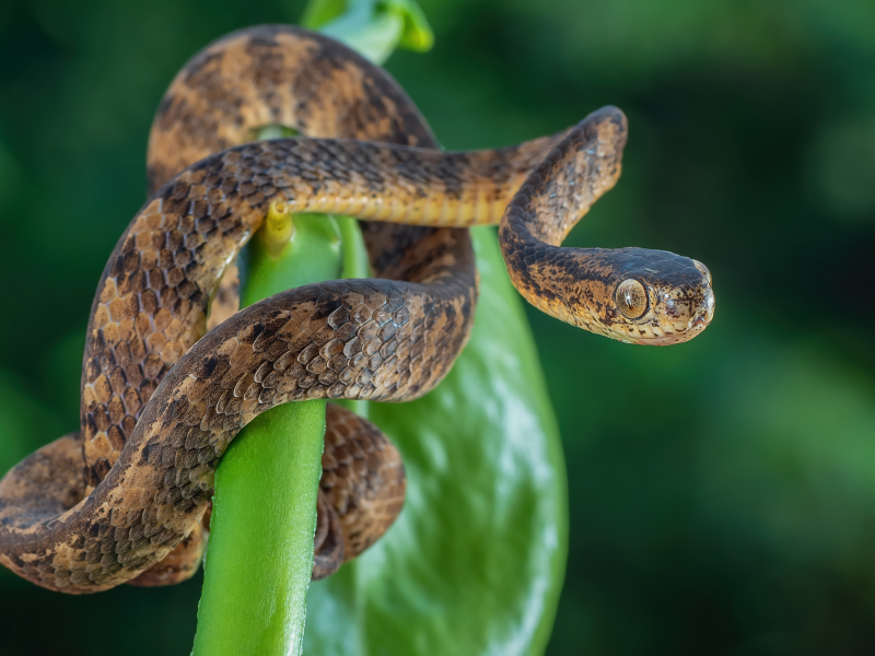 A imagem mostra uma serpente em uma folha para ilustrar a matéria de como evitar cobra na alface 