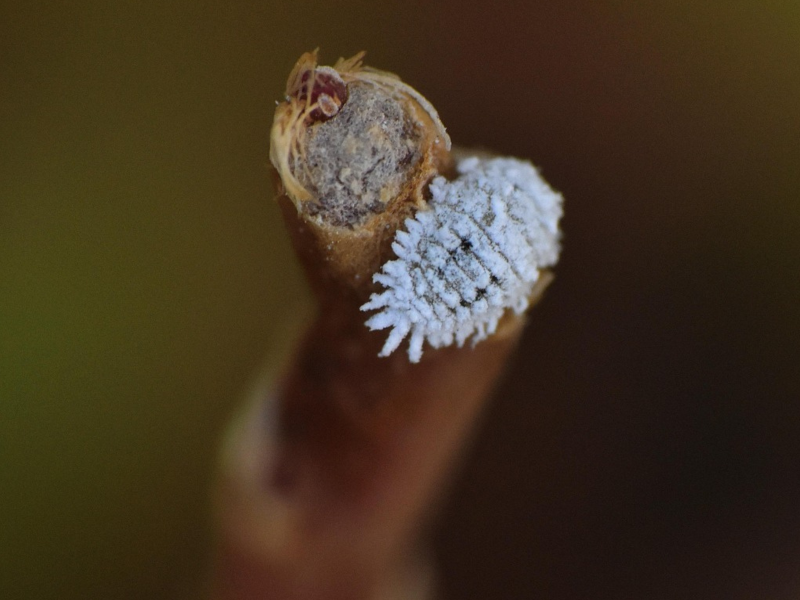 A imagem mostra uma cochonilha, um tipo de praga nas plantas encontradas em jardins