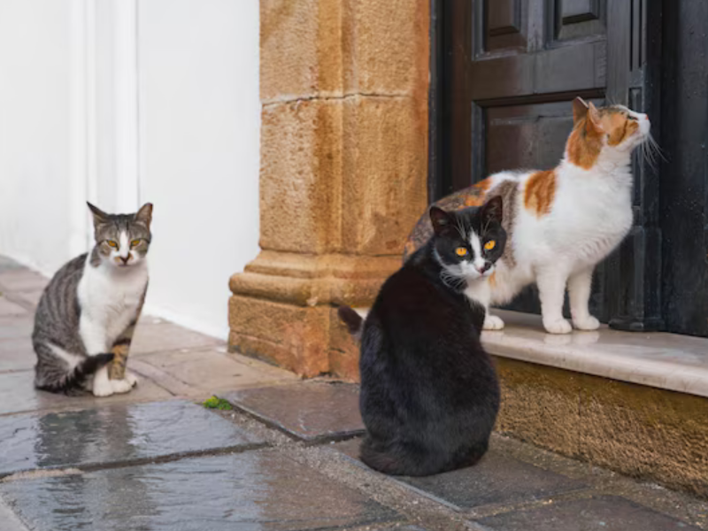 A imagem mostra gatos reunidos na rua