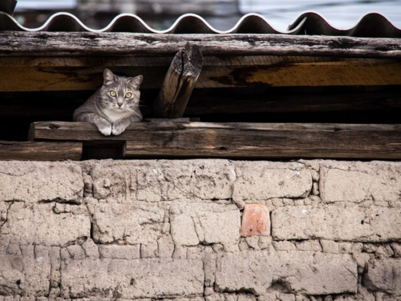 A imagem mostra um dos locais para onde gatos vão quando saem de casa