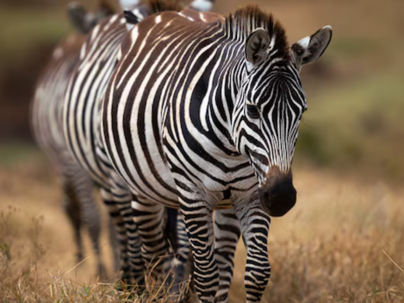 A imagem mostra uma zebra