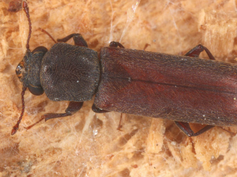 A imagem mostra uma broca de madeira