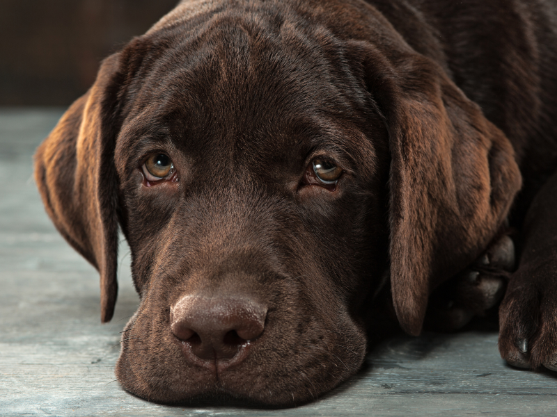 A imagem mostra um cão desanimado, sintoma comum de tumores em cães.