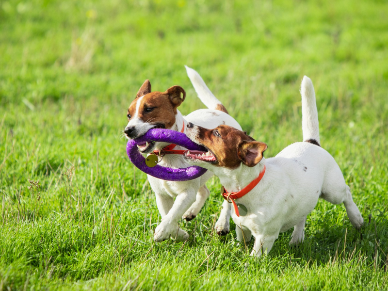 A imagem mostra dois cães brincando.