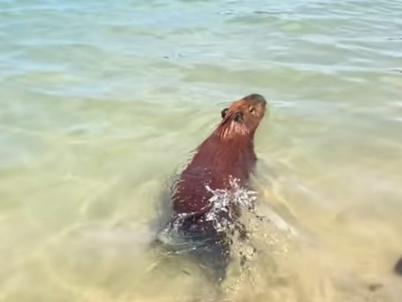 A imagem mostra a "capivara praiana" nadando em uma praia de Búzios, no Rio de Janeiro.