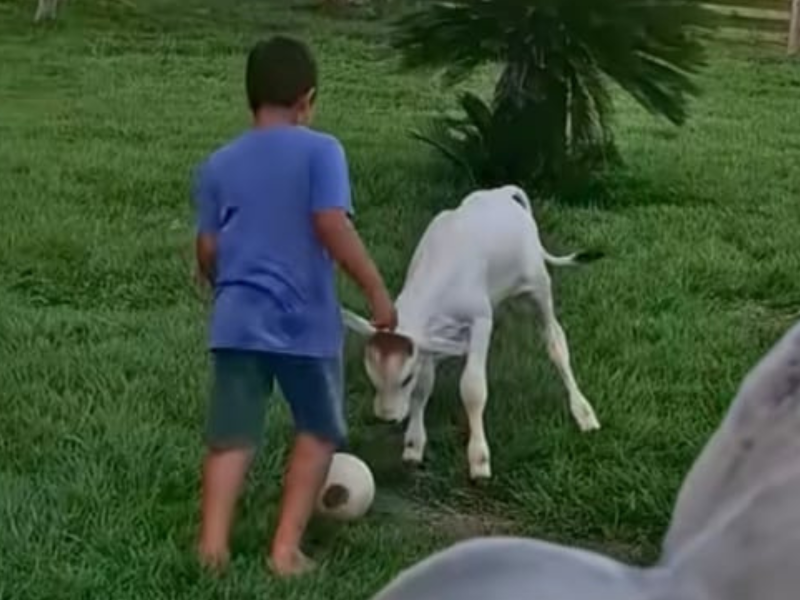 A imagem mostra o "bezerro jogador" brincando de futebol com um garoto.