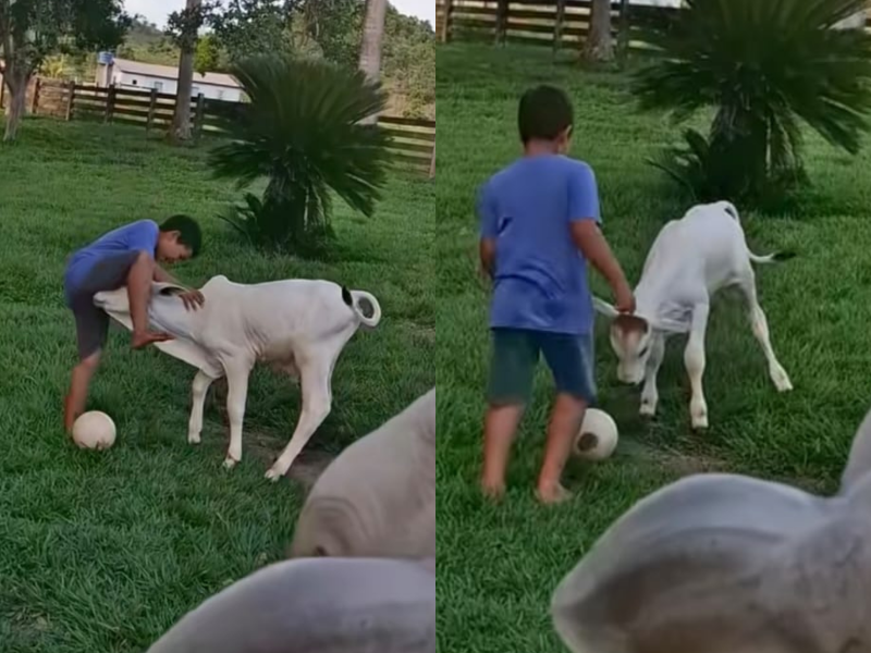 A imagem mostra o bezerro e o menino brincando.