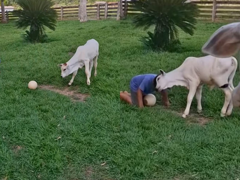 A imagem mostra o bezerro e o garoto brincando.