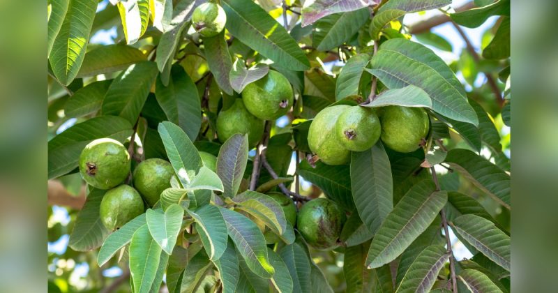 Árvore com frutas e folhas