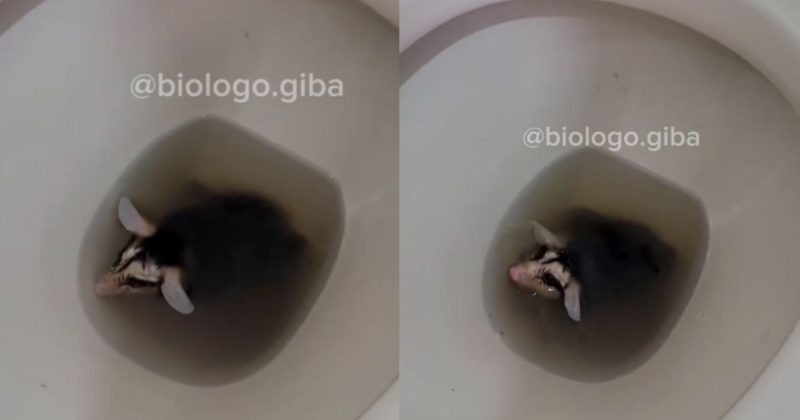 Gambá é encontrado dentro de vaso sanitário em Jaraguá do Sul (SC)