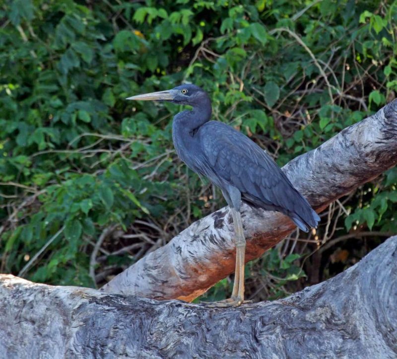 Garça-malgaxe em seu habitat natural