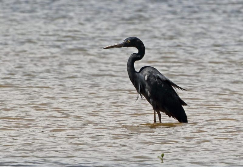 Ave em extinção se banhando em rio