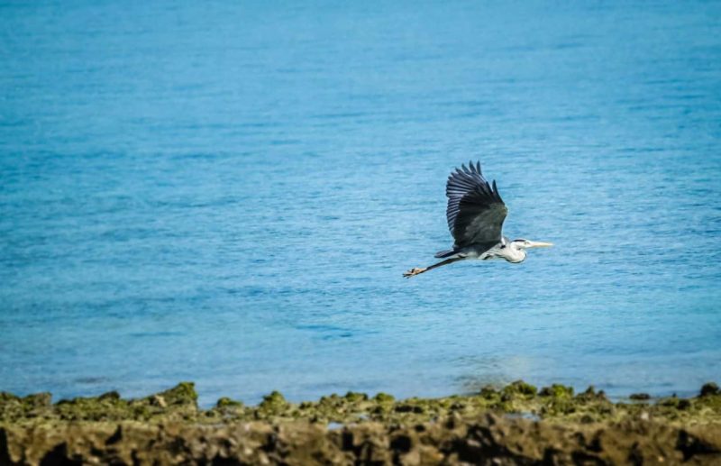 Ave em extinção voando em seu habitat natural