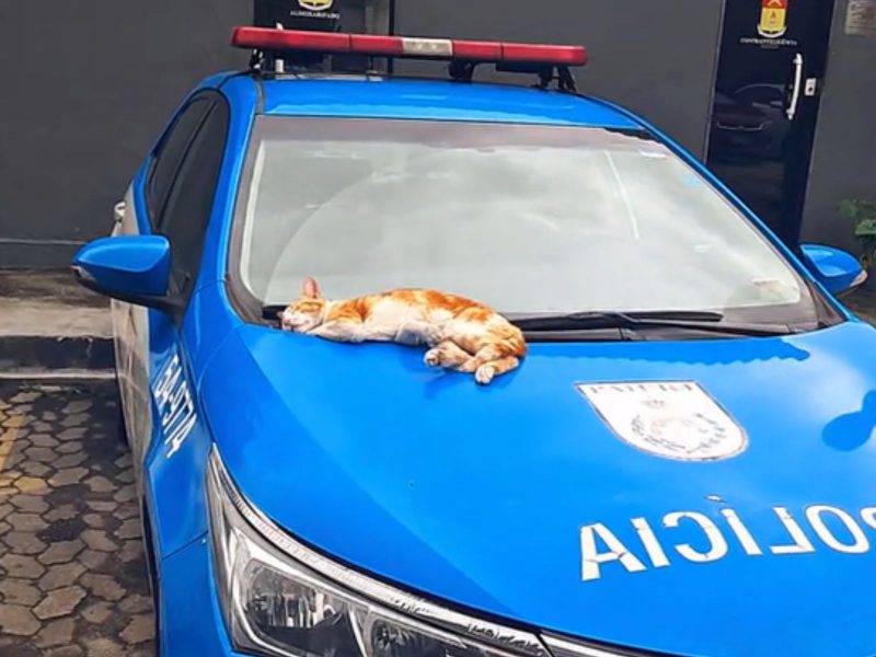 Gato policial tirando cochilo na viatura 