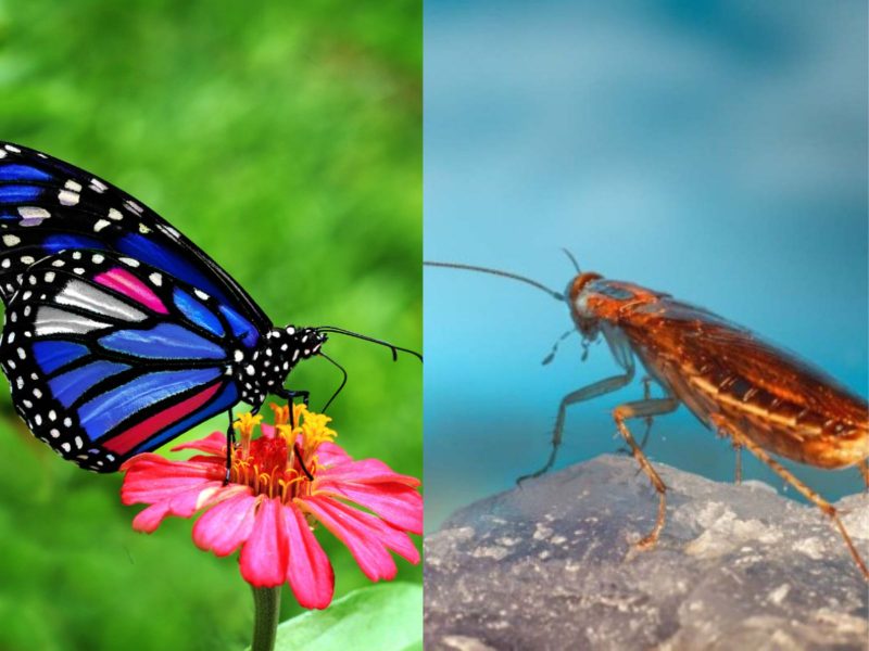 Borboleta e barata trazendo o significado da presença de insetos em casas