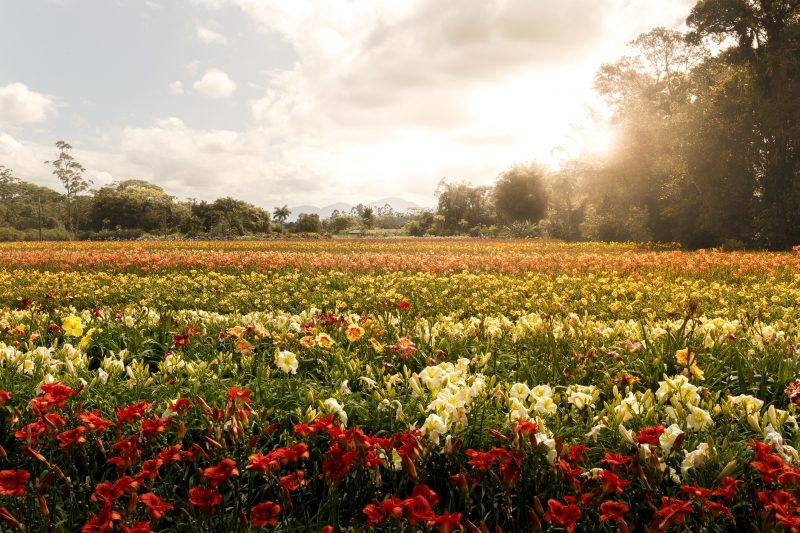 Cidade das Flores: como Joinville transformou um legado histórico em um mercado de oportunidade