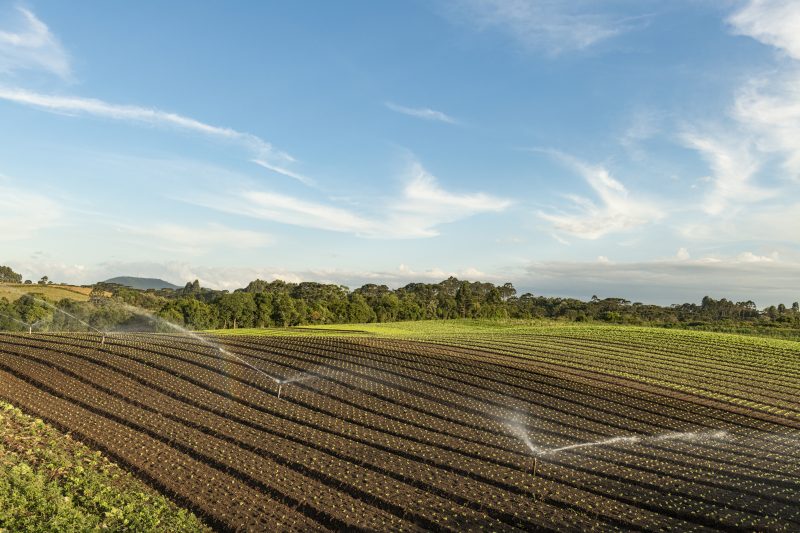 Agronegócio Catarinense bate recorde de exportação