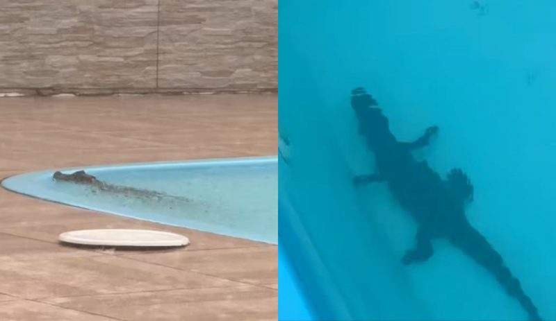 Jacaré em piscina em casa de Florianópolis