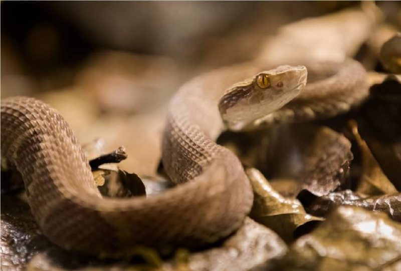 Jararaca camuflada entre folhagens marrons 