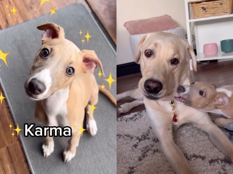 Montagem mostrando os cachorros Karma e Tato