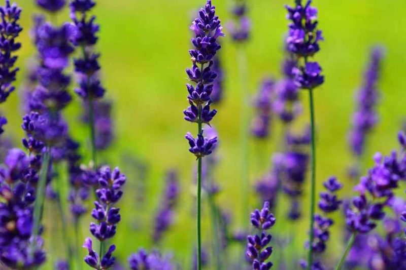 Lavanda cítrica na natureza