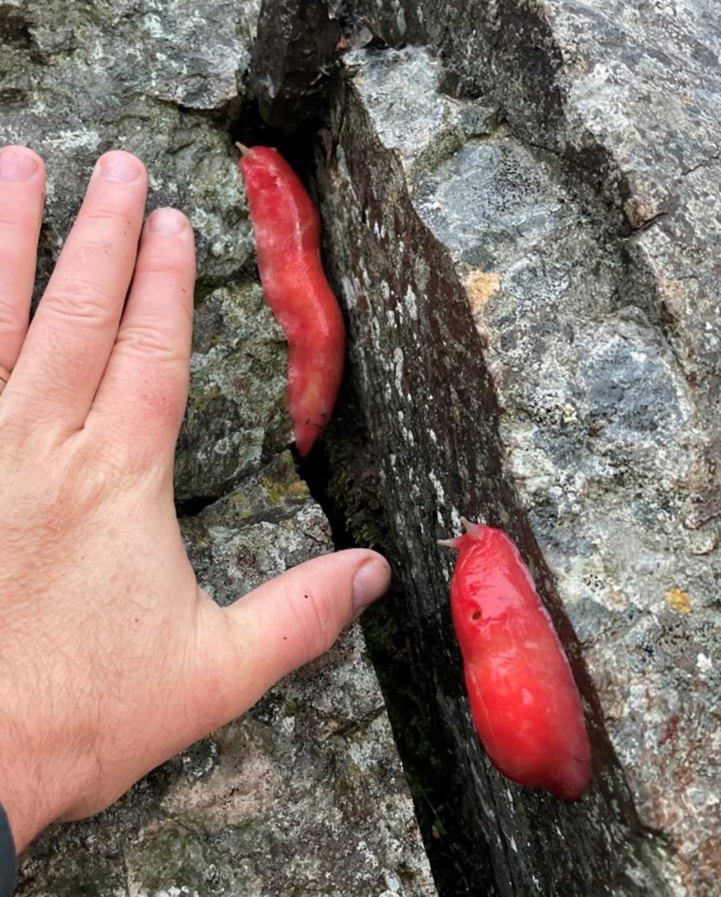 Lesma rosa gigante reaparece em vulcão extinto após incêndio