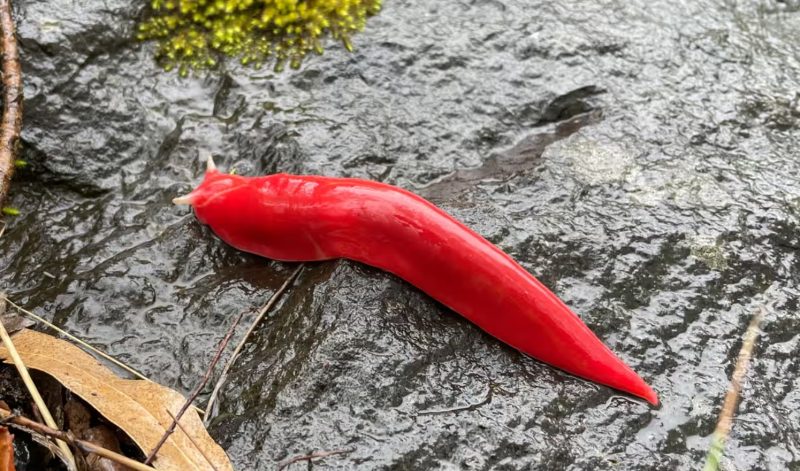 Lesma rosa gigante em vulcão inativo