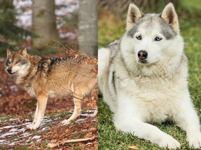 Montagem mostrando um lobo e um cachorro que se tornou o melhor amigo do homem