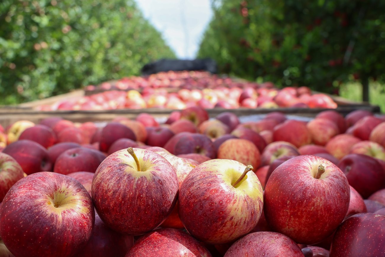 Maçã de São Joaquim é responsável por mais de um terço da produção nacionalFoto: Ricardo Trida/Governo de SC
