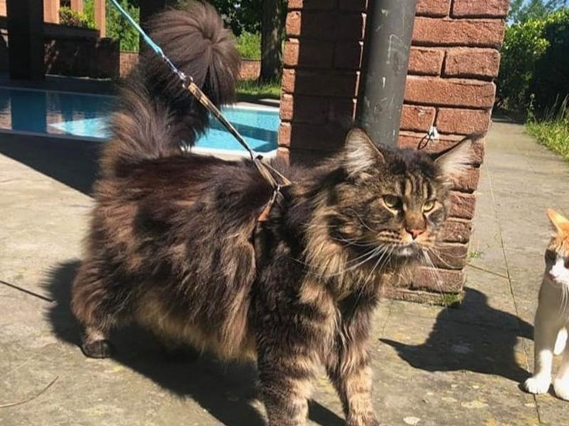 Maior gato da raça maine coon na coleira