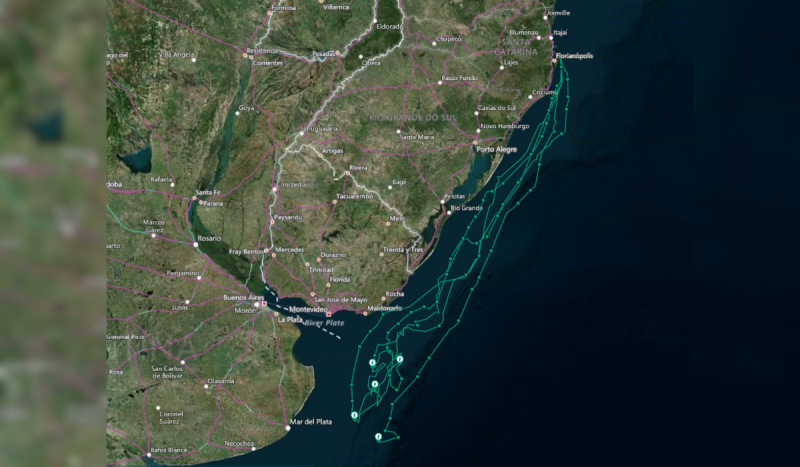Movimento migrat&oacute;rio dos pinguins de Magalh&atilde;es – Foto: Divulga&ccedil;&atilde;o/R3 Animal