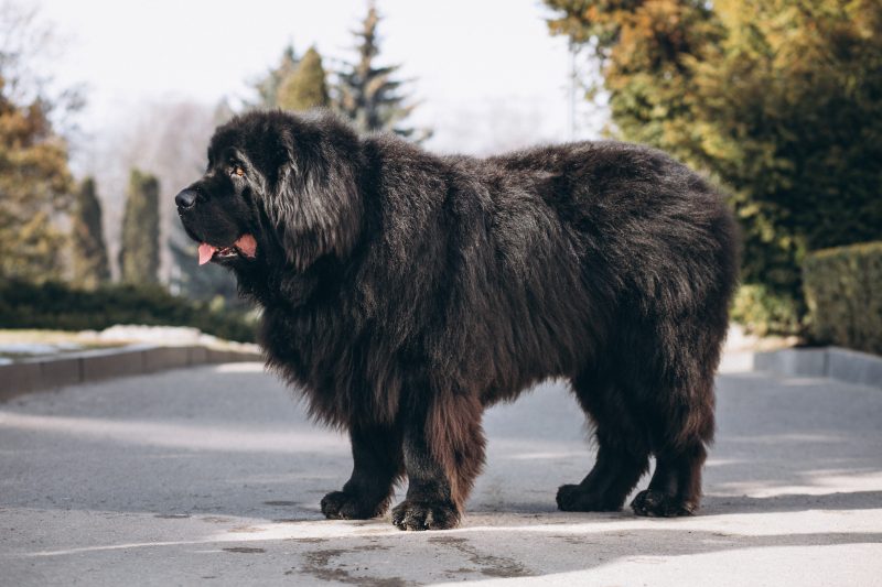 Mastim Tibetano em uma área urbana