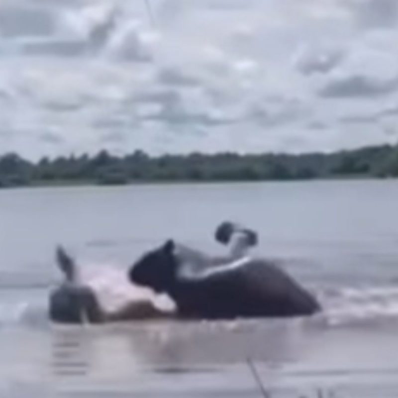 Mulher atacada por capivara