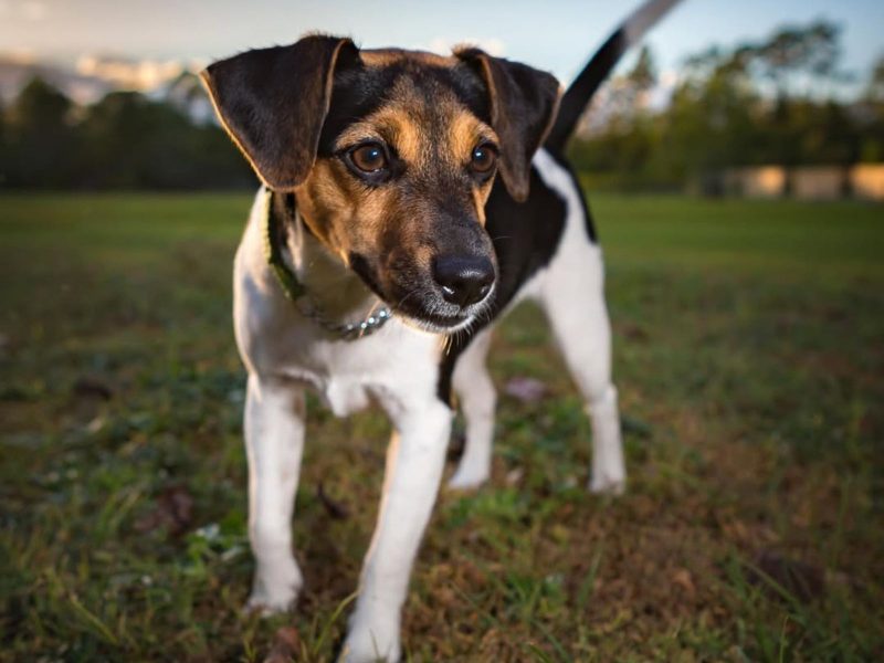 idade dos cachorros saiba como calcular 