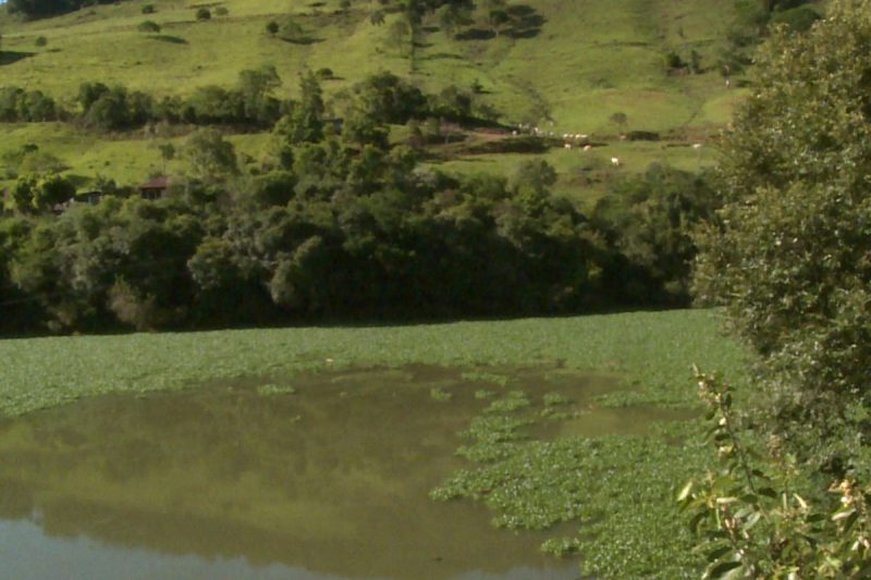 O que é o ‘tapete verde’ que se formou no Rio Irani em Chapecó?