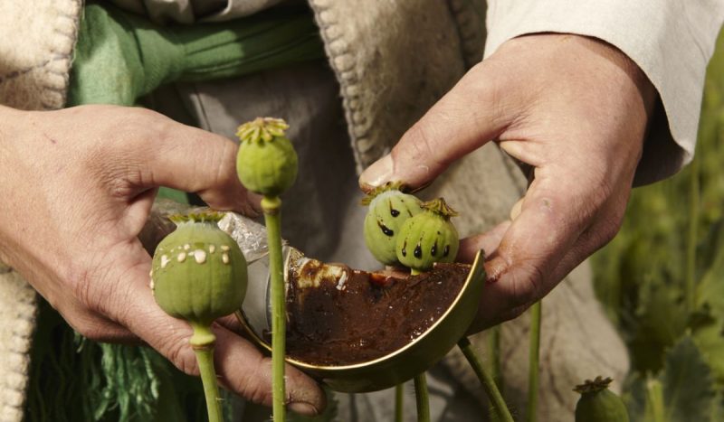 Mãos humanas segurando papoulas