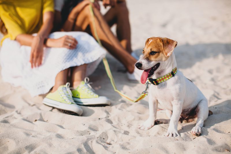 Cachorrinho com guia ao lado de tutores durante passeio na praia 