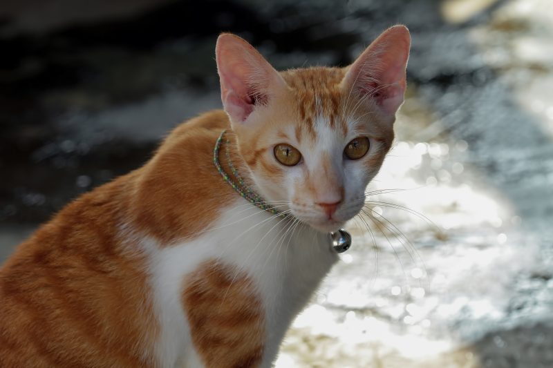 A imagem mostra um felino de pelagem laranja para ilustrar a matéria sobre uma gata vítima de maus-tratos