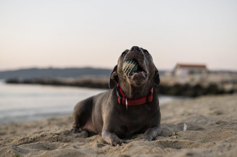 Cachorro brincando com bolinha durante dia na praia 