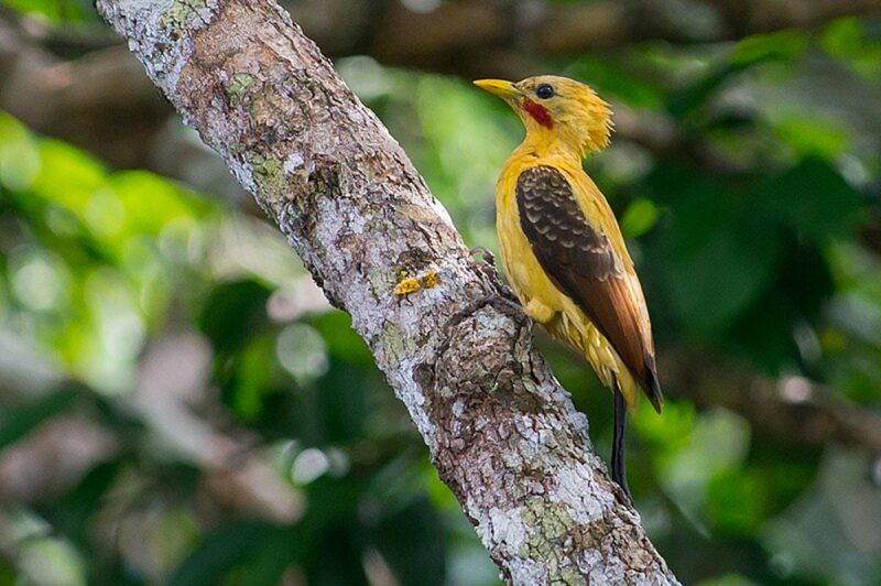 Pica-pau-amarelo em uma árvore