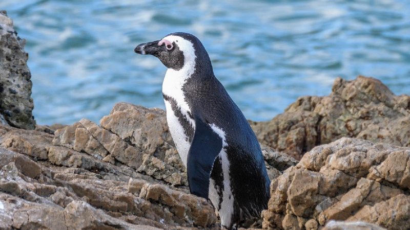 Pinguim em cima de pedra em praia paradisíaca 