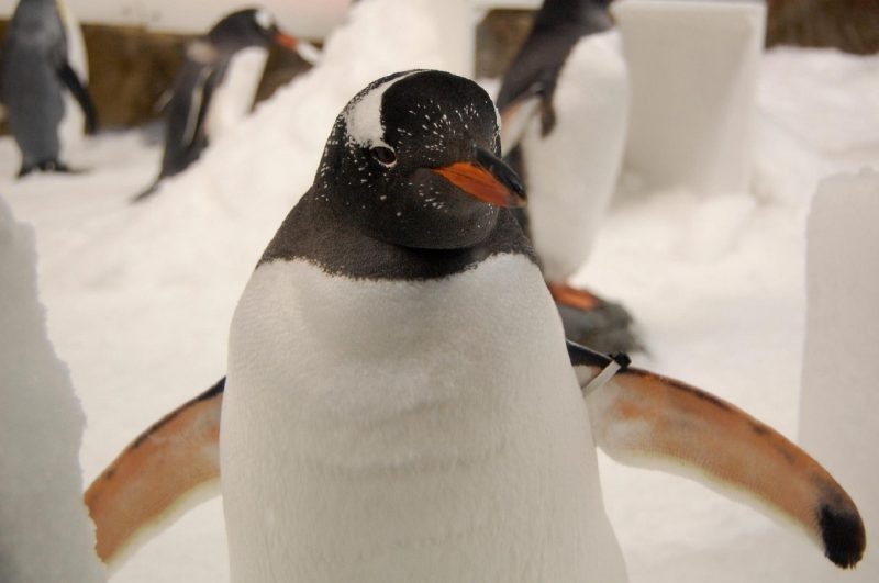 Dia da Conscientização do Pinguim: espécie coberta de neve e com sensor de GPS no braço