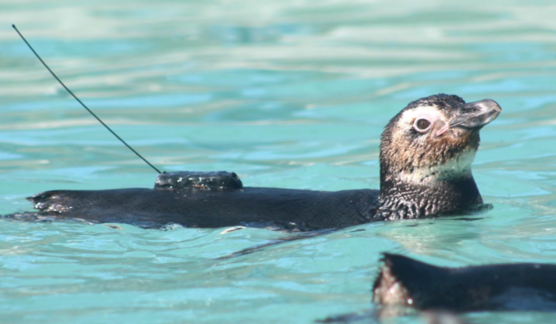 Transmissores permitem aos pesquisadores analisarem o comportamento migrat&oacute;rios dos animais – Foto: Divulga&ccedil;&atilde;o/R3 Animal